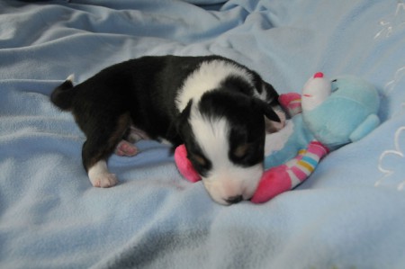 ATHOS - 2 Wochen alt